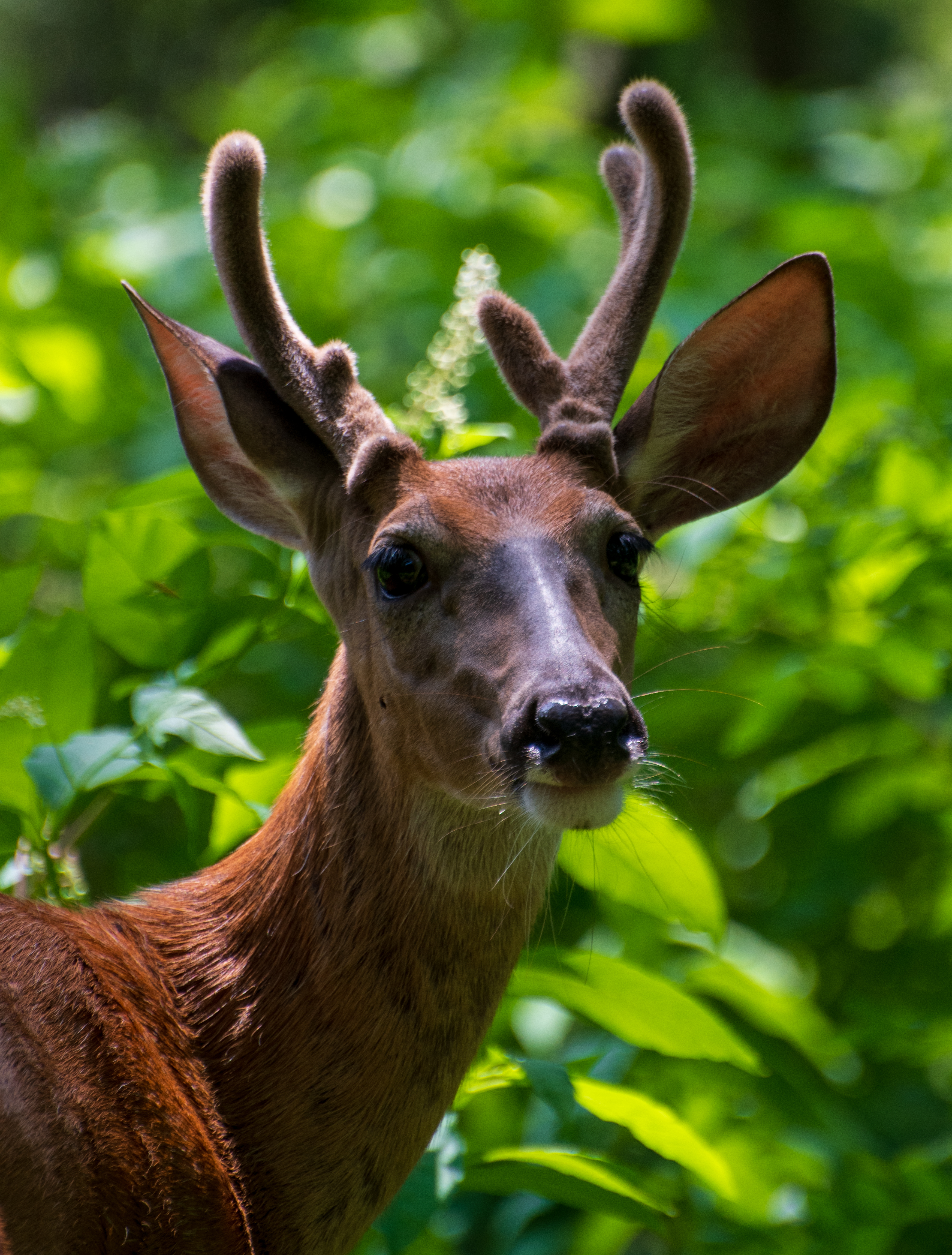 The Denial of Difference